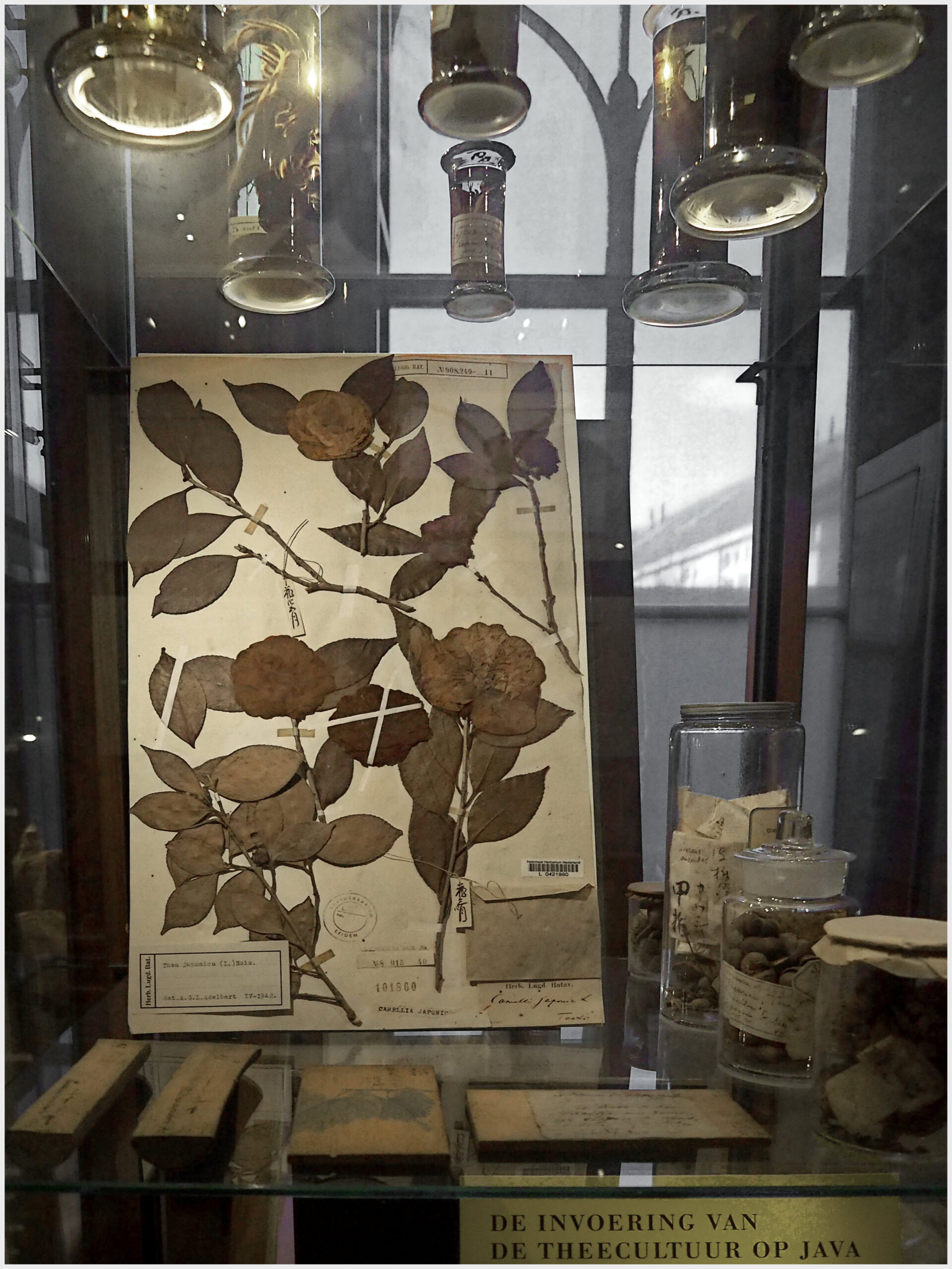 Foto Siebold + Foto Koleksi Flora Siebold (Sumber: Cor Perrier)