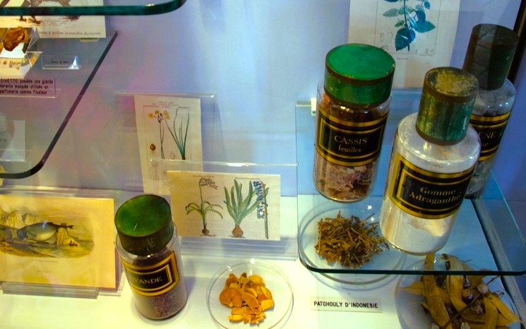 Tanaman nilam (patchouli) asal Indonesia di salah satu pabrik di Grasse (Sumber: Hengky Kurniawan).