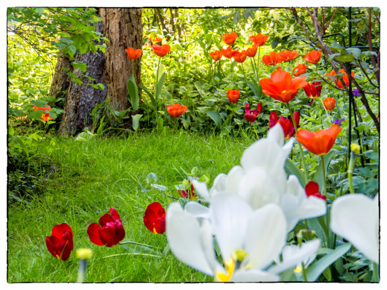 April adalah bulan tulip (Foto: sumber Yanti Mualim)
