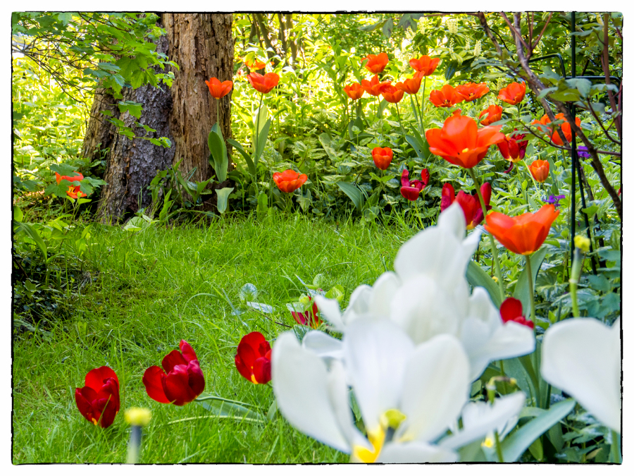 April adalah bulan tulip (Foto: sumber Yanti Mualim)