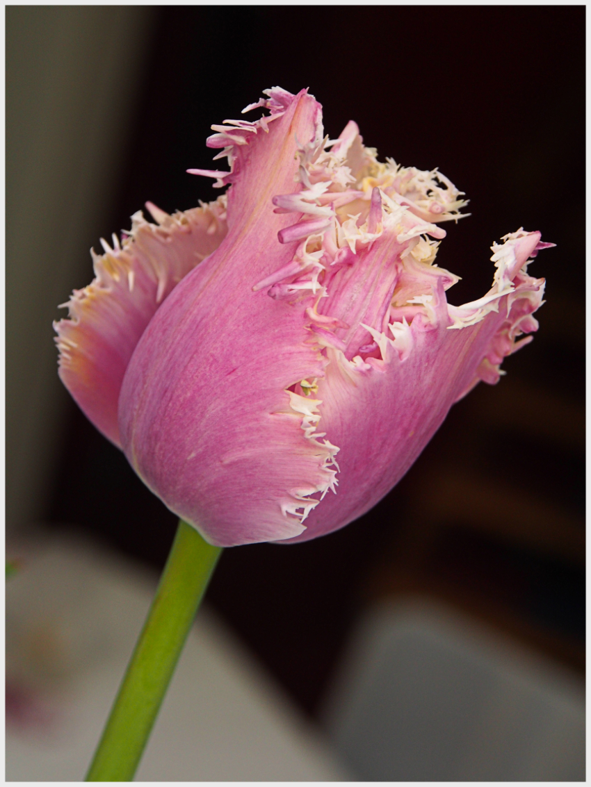 Tulip dengan mahkota bunga yang bergerigi disebut juga ‘papegaaitulp’ (tulip burung kakak tua)