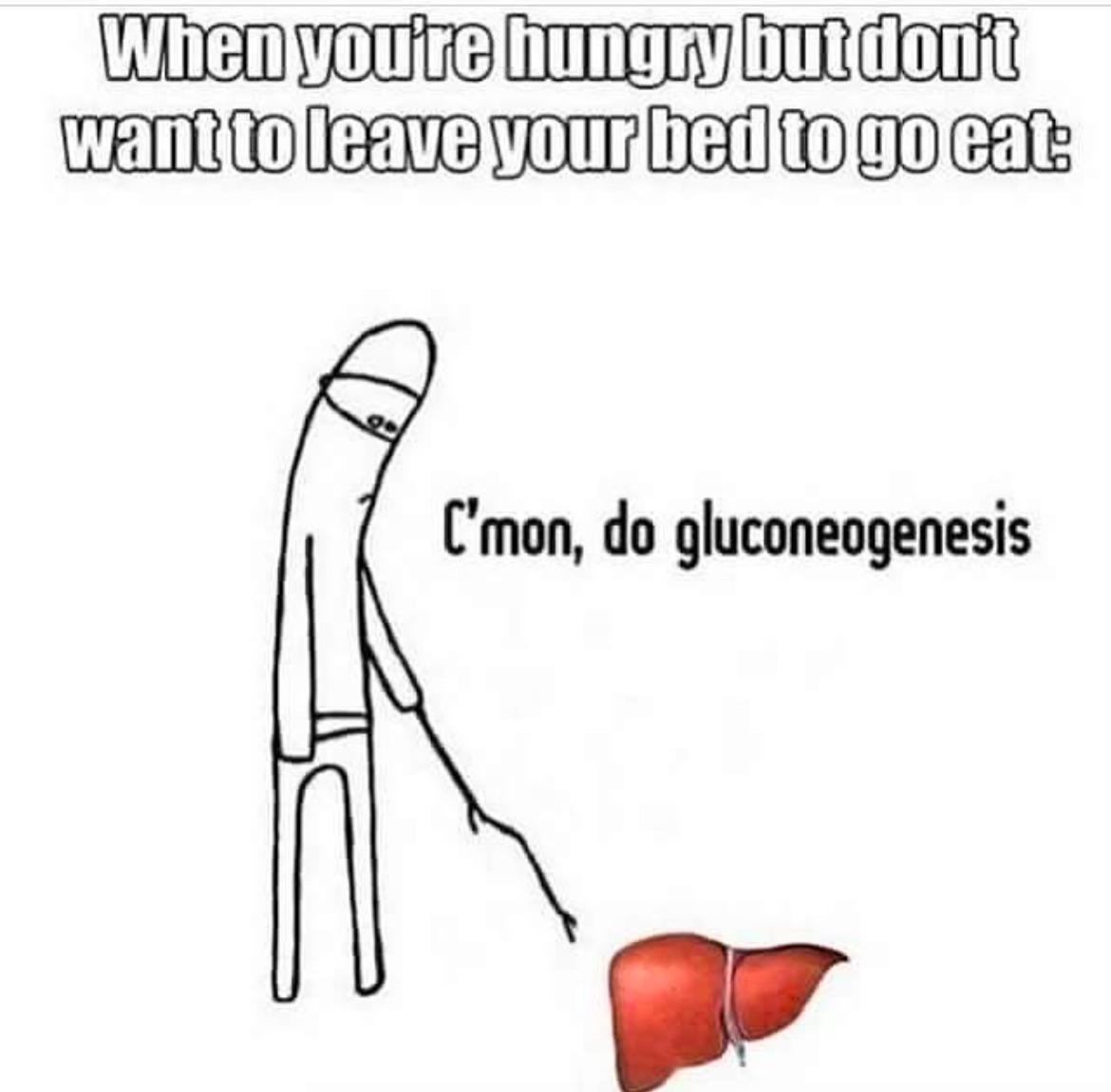 Meme glukoneogenesis (sumber: Reddit)