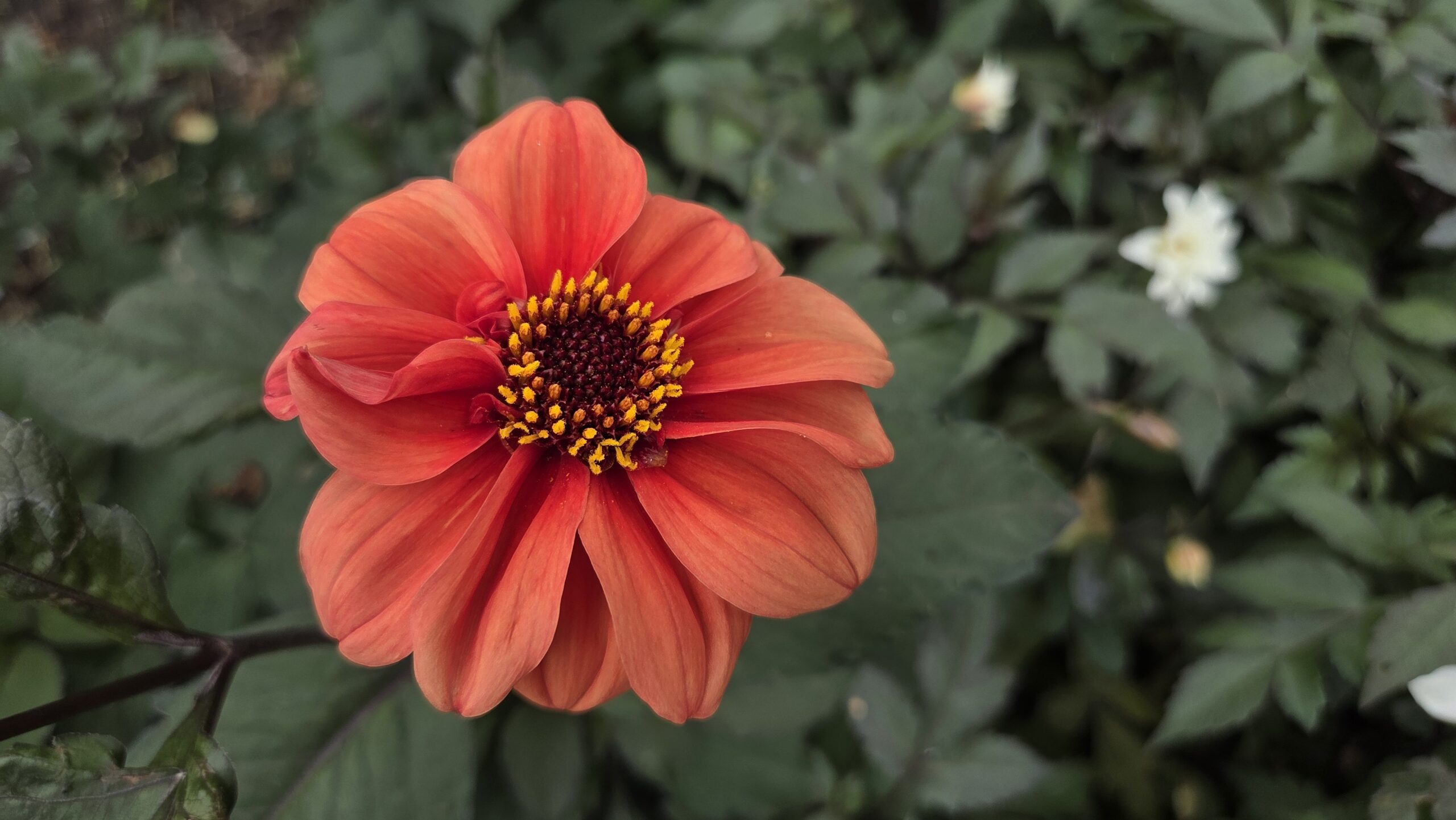 Koleksi Dahlia dan Teratai di Hortus Botanicus Amsterdam (foto: Hengky Kurniawan)