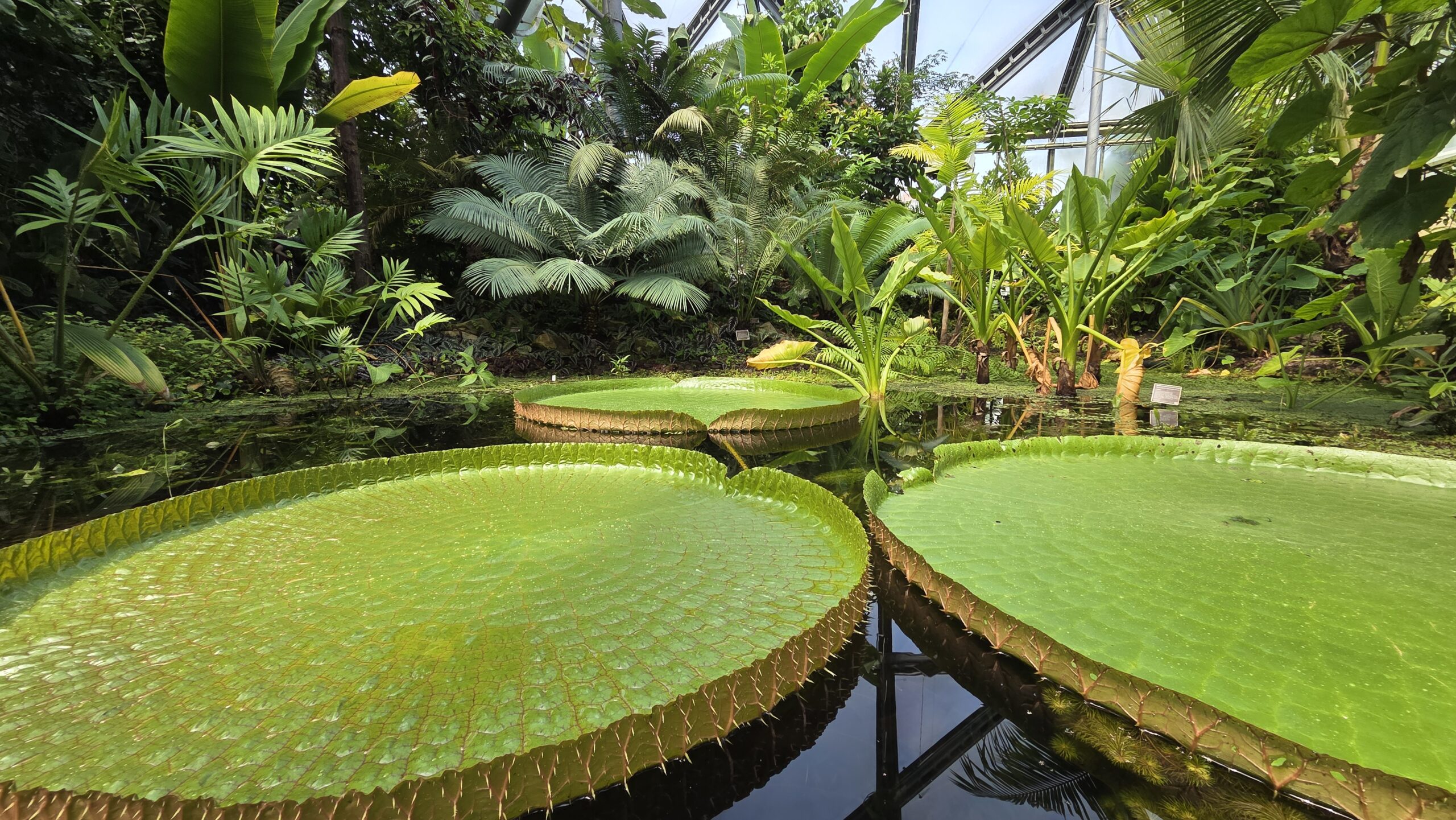 Koleksi Dahlia dan Teratai di Hortus Botanicus Amsterdam (foto: Hengky Kurniawan)