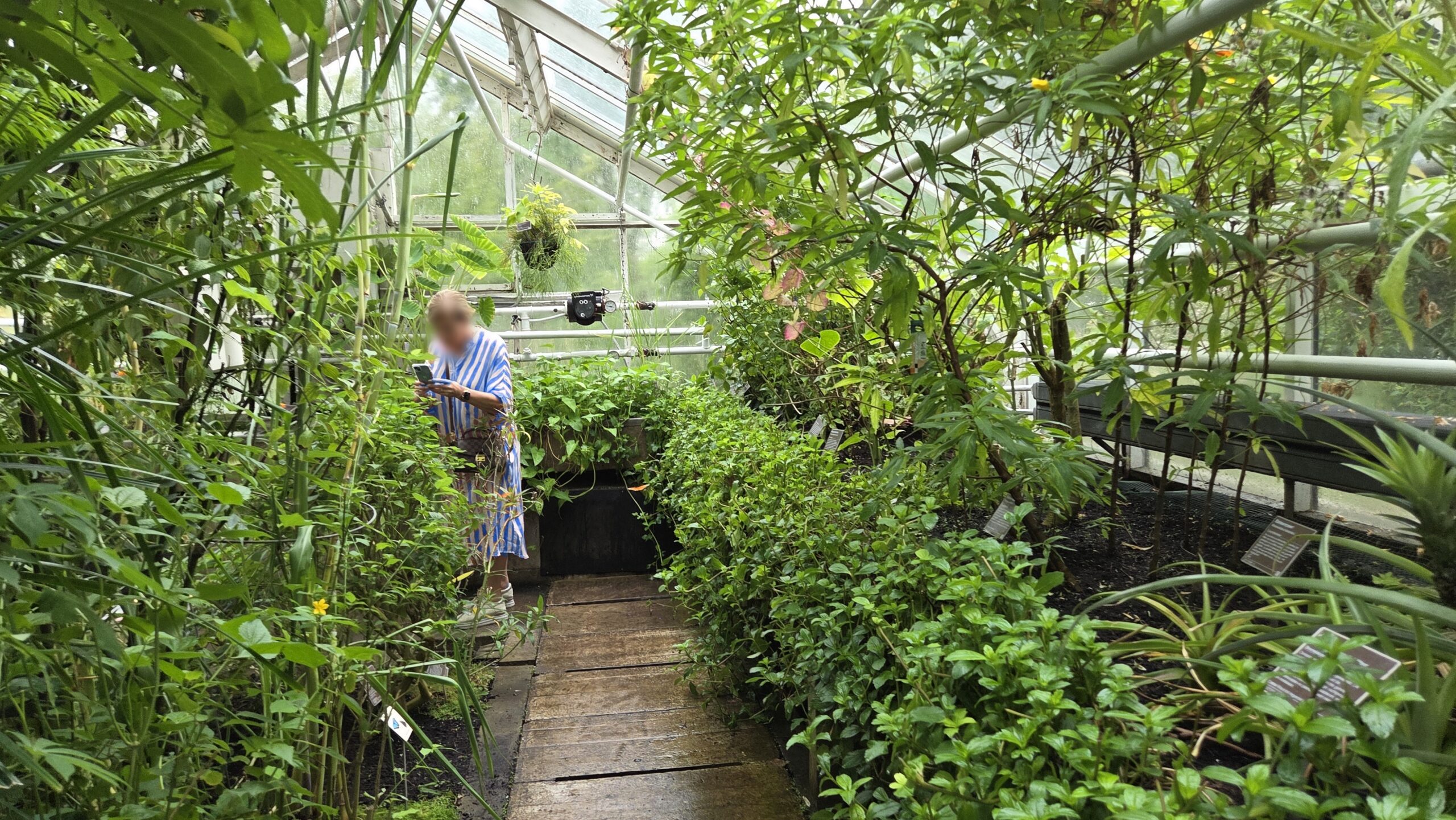 Pengunjung menikmati suasana kebun Hortus Botanicus Amsterdam (foto: Hengky Kurniawan)